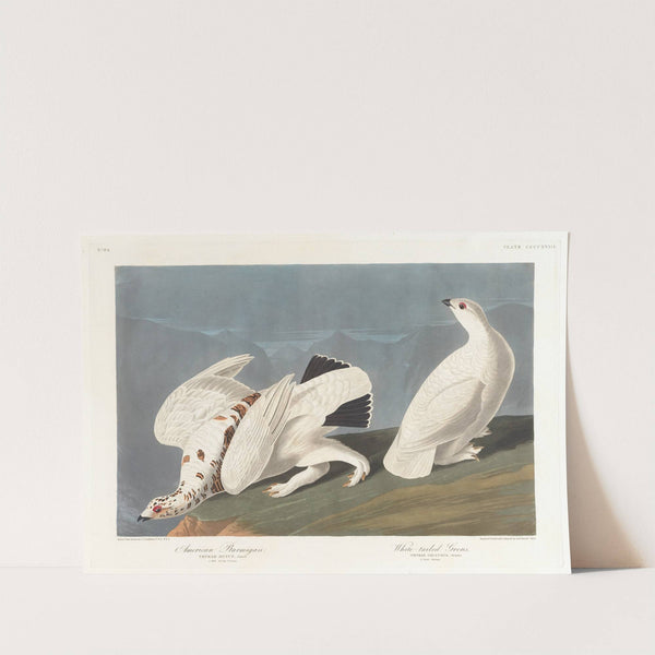 American ptarmigan. White-tailed grous by John James Audubon