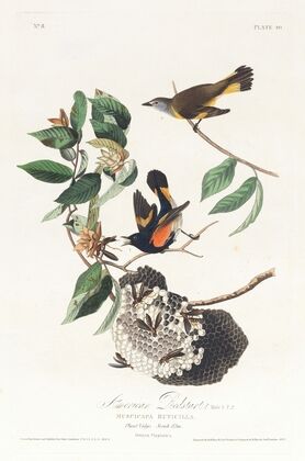 American redstart