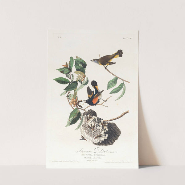 American redstart by John James Audubon