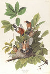 American robin