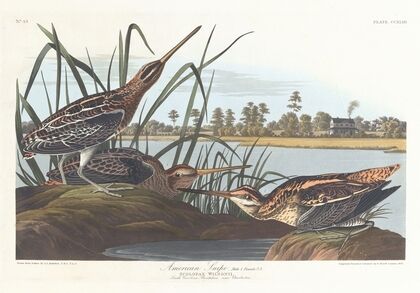American snipe