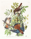 American sparrow hawk