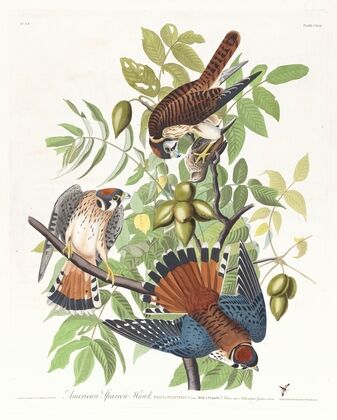 American sparrow hawk