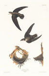 American swift