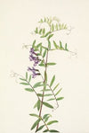 American Vetch. Vicia americana (1925)
