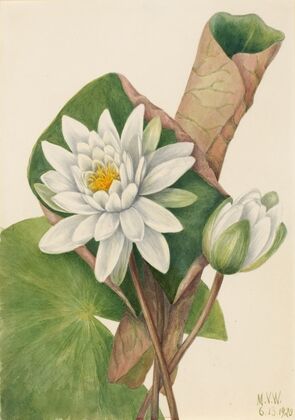 Pink Centaurium (Centaurium venustum) (1925)