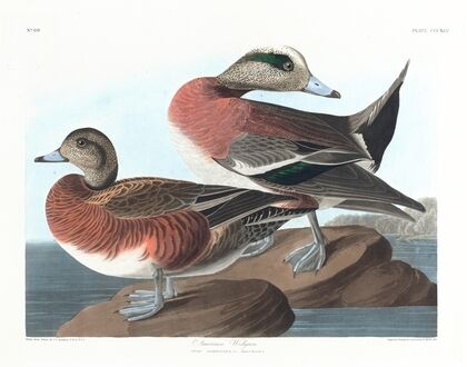 American widgeon