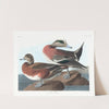 American widgeon by John James Audubon