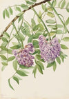 Pygmy Androsace. Androsace subumbellata (1925)