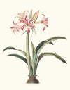 Ameryllis Superba (Vittata)