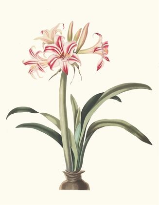 Ameryllis Superba (Vittata)