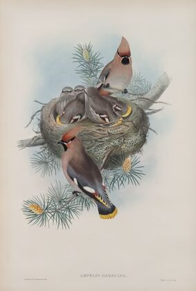 Ampelis garullus. Waxsen Chatterer. (1862-1873)