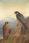 An Adult And Immature Peregrine (1889)