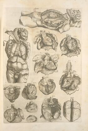 An atomy of the male body