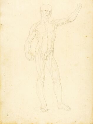 An Ecorche, front view (ca. 1849-1853)