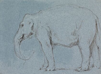 An Elephant