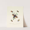 An epitome of the natural history of the insects of New Holland, New Zealand Pl.07 by Edward Donovan