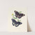 An epitome of the natural history of the insects of New Holland, New Zealand Pl.14 by Edward Donovan