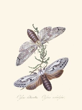 An epitome of the natural history of the insects of New Holland, New Zealand Pl.36