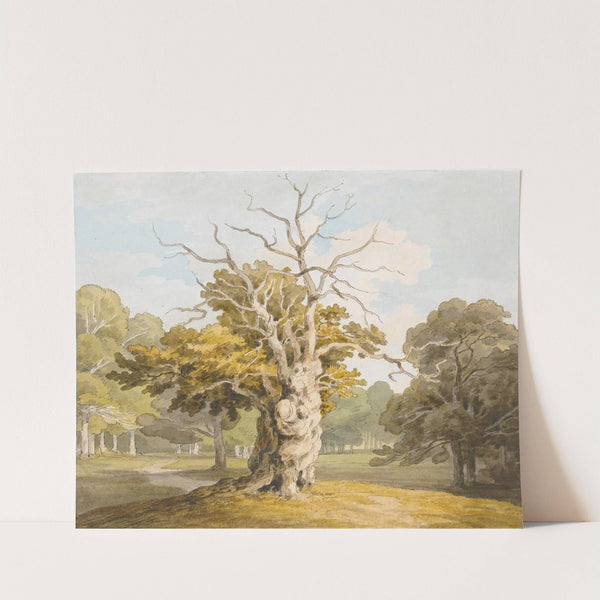 An Oak At Kedleston Hall, Derbyshire by John White Abbott