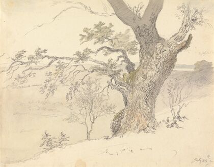 An Oak in Englefield Park