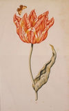 An Orange And Yellow Tulip With A Butterfly