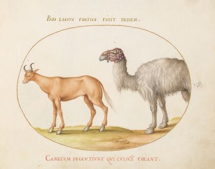 An Ox and a Camel (1575-1590)