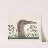 An Thymelæa foliis obtusis; Anseri Bassano &amp;c., The Great Booby. by Mark Catesby