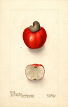 Anacardium occidentale