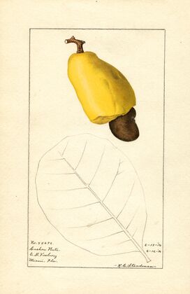 Anacardium occidentale — size preview