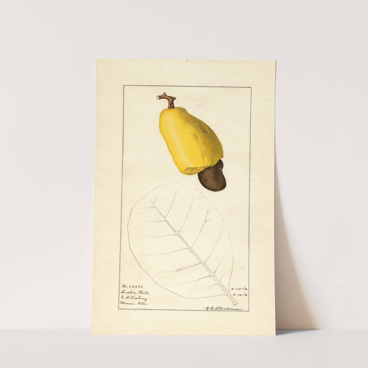 Anacardium occidentale by Royal Charles Steadman