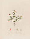 Anagallis Arvensis ; or Old Man’s Weather-glass (1799–1810)