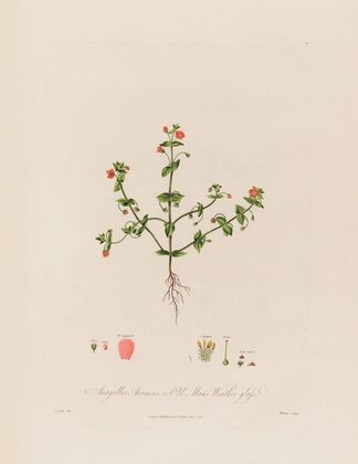 Anagallis Arvensis ; or Old Man’s Weather-glass (1799–1810)