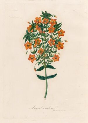 Anagallis collina (1818-1824)