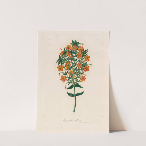 Anagallis collina (1818-1824) by Gaetano Savi