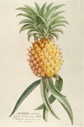 Ananas