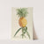 Ananas by Georg Dionysius Ehret