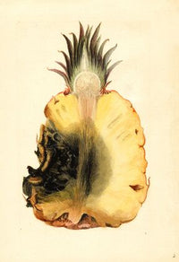 Ananas comosus: Pineapple