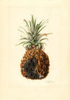 Ananas comosus: Pineapple