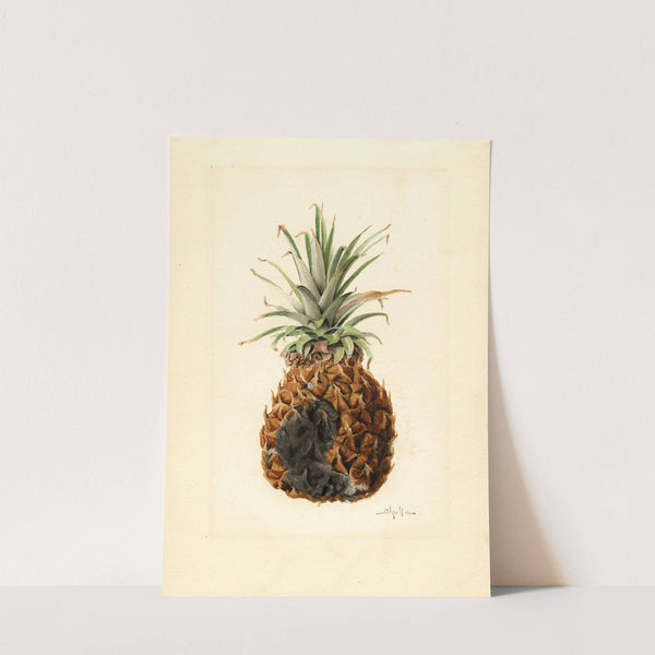 Ananas comosus: Pineapple by James Marion Shull
