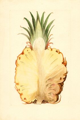 Ananas comosus: Pineapple