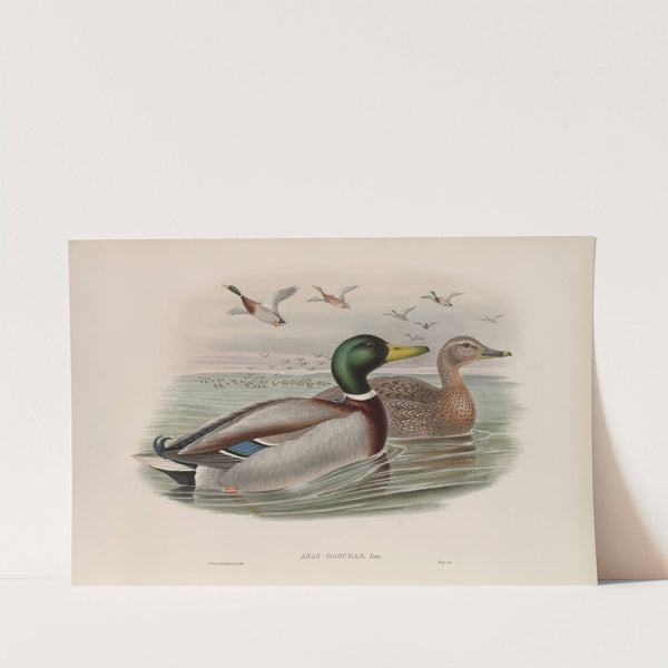 Anas boschas. Mallard, or Wild Duck. (1862-1873) by John Gould