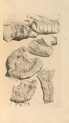 Anatomia humani corporis Pl.040