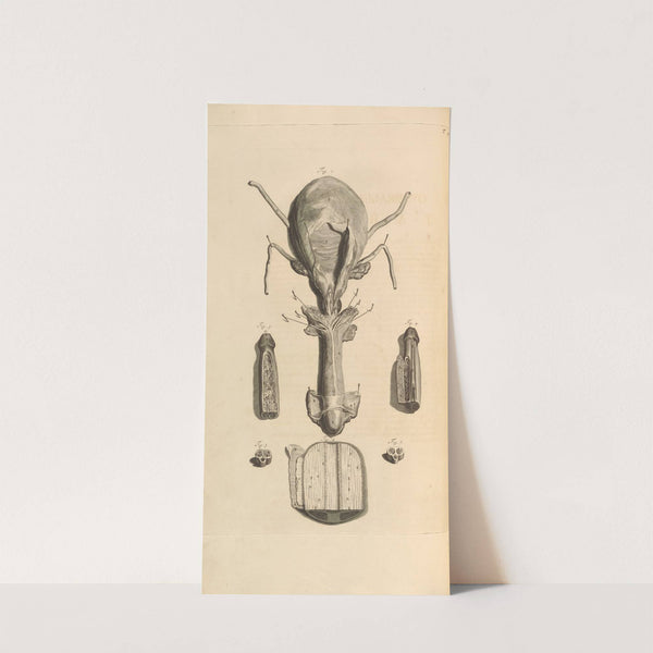 Anatomia humani corporis Pl.049 by Gerard de Lairesse