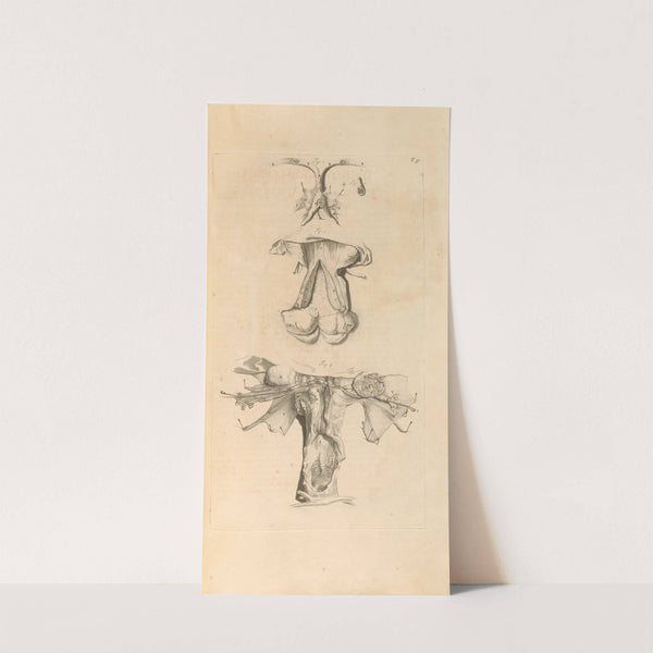 Anatomia humani corporis Pl.052 by Gerard de Lairesse