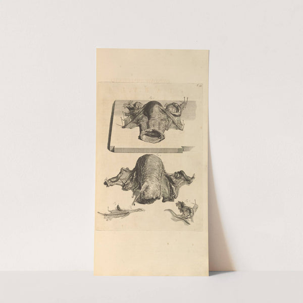 Anatomia humani corporis Pl.054 by Gerard de Lairesse