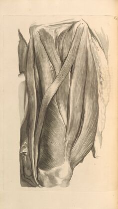 Anatomia humani corporis Pl.076