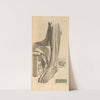 Anatomia humani corporis Pl.081 by Gerard de Lairesse