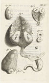 Anatomical detail image of various female genitalia (1672)