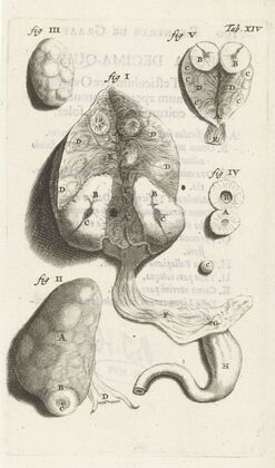 Anatomical detail image of various female genitalia (1672)